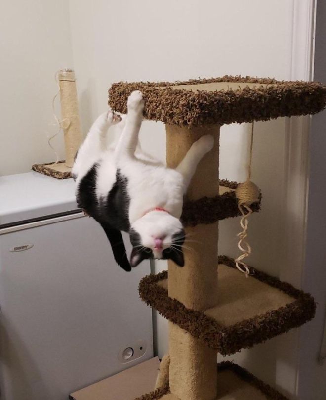 22 Most Hilarious Cat Pictures Ever