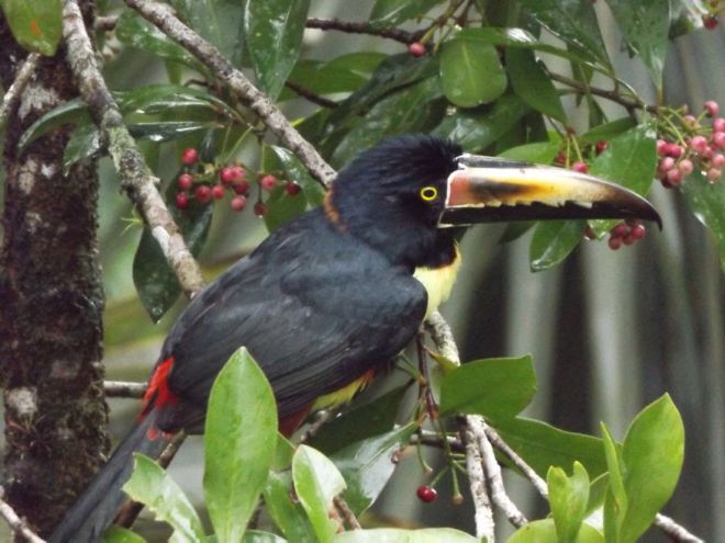 Crazy Animals Found In South America