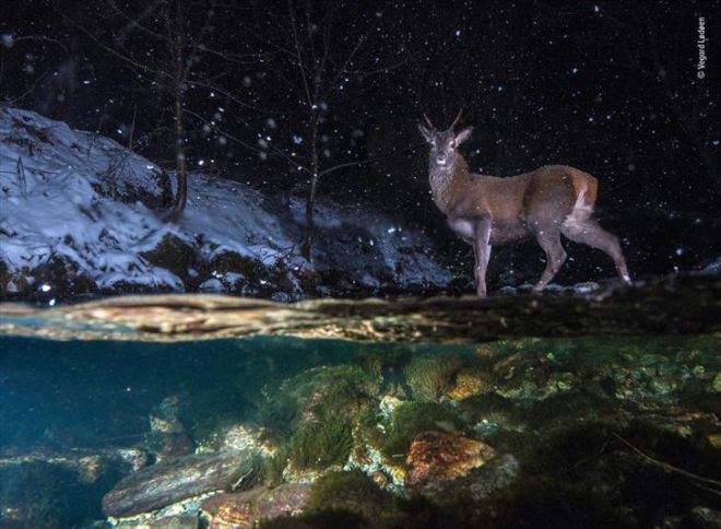 Top 18 Winners Of The Wildlife Photographer Of The Year 2018 Contest