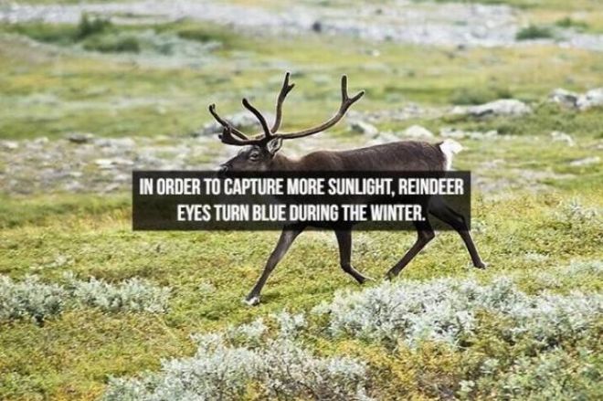 Captivating Animal Facts You Must Know About