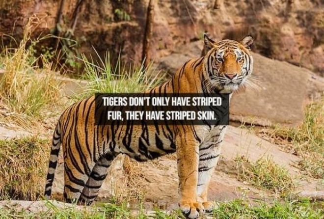 Captivating Animal Facts You Must Know About