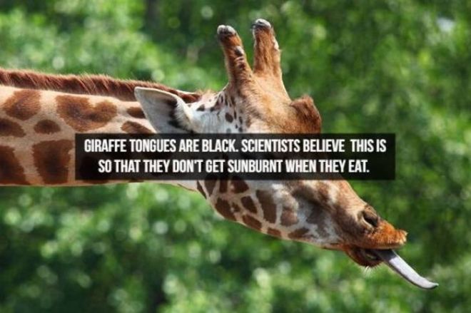 Captivating Animal Facts You Must Know About