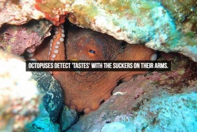 Captivating Animal Facts You Must Know About