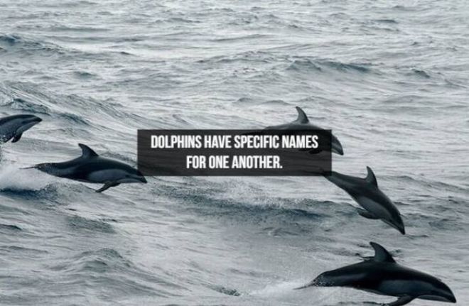 Captivating Animal Facts You Must Know About