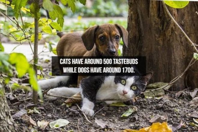 Captivating Animal Facts You Must Know About