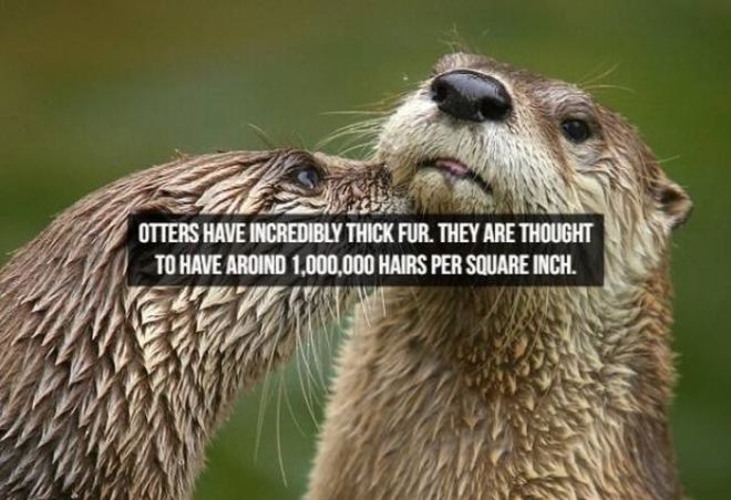 Captivating Animal Facts You Must Know About