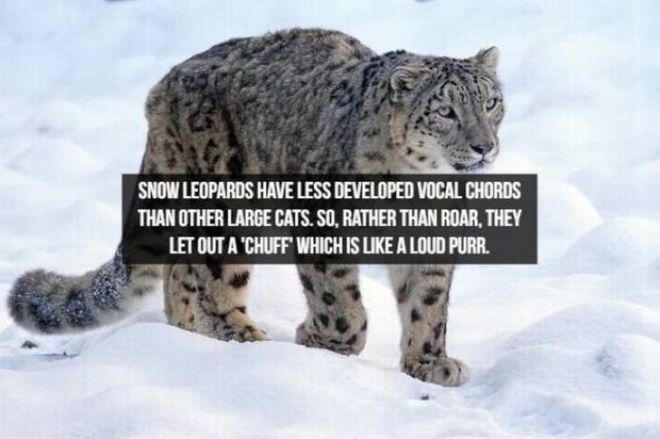 Captivating Animal Facts You Must Know About