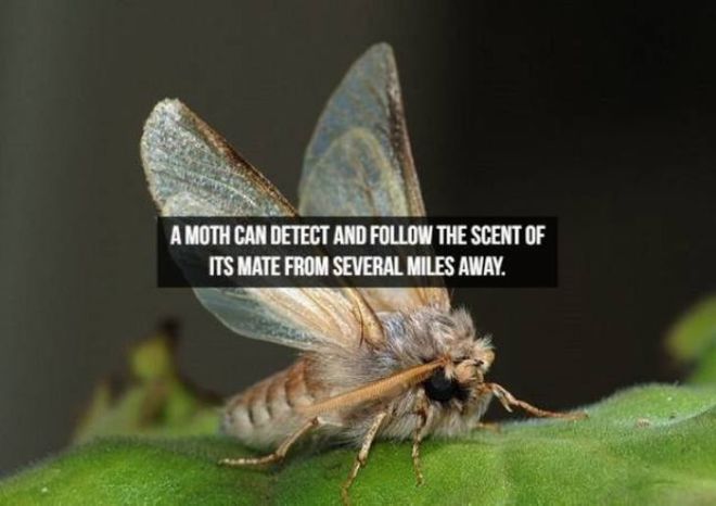 Captivating Animal Facts You Must Know About