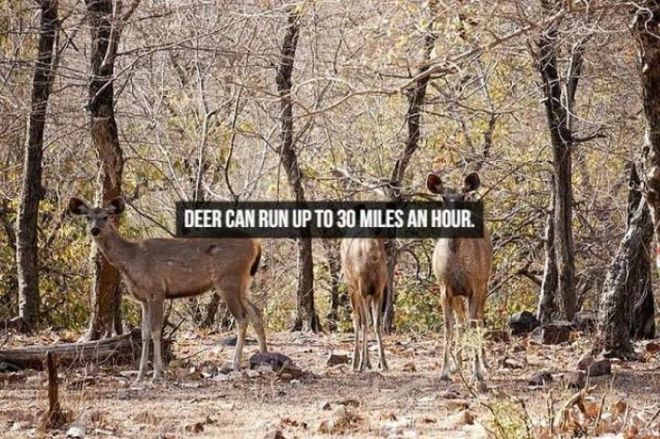 Captivating Animal Facts You Must Know About