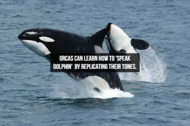 Captivating Animal Facts You Must Know About