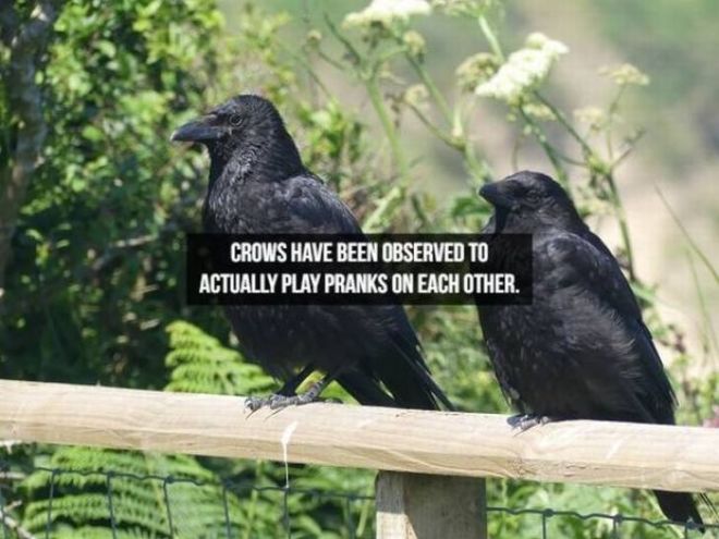 Captivating Animal Facts You Must Know About