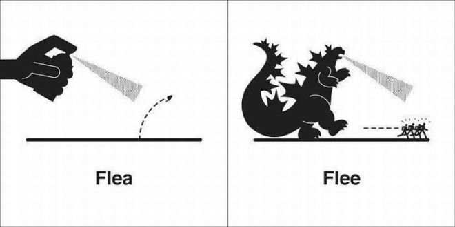 20 Homophones That Are the Wordiest Of Words