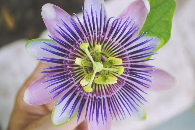 Various Health Benefits Of Passion Flowers