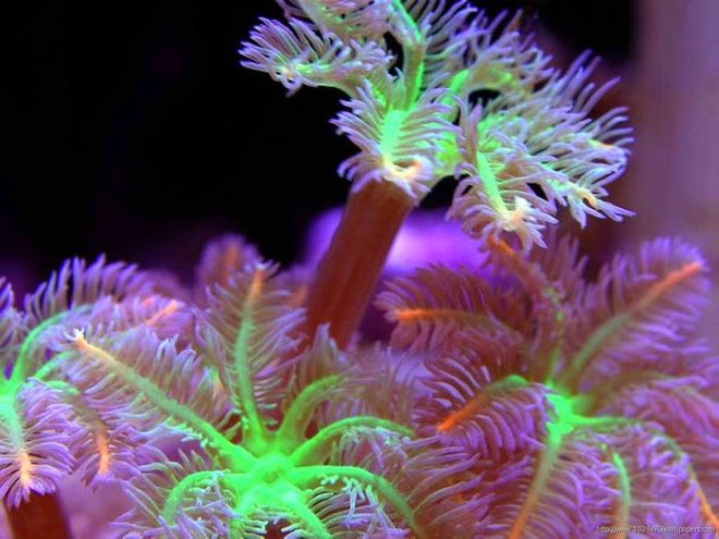 These Underwater Flowers Are Really Beautiful | Funzug.com